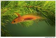 Great-Crested-Newt-lava 2